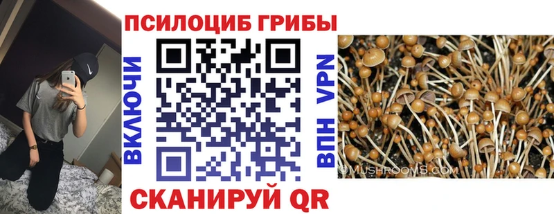 Псилоцибиновые грибы Cubensis  где купить наркоту  Шадринск 